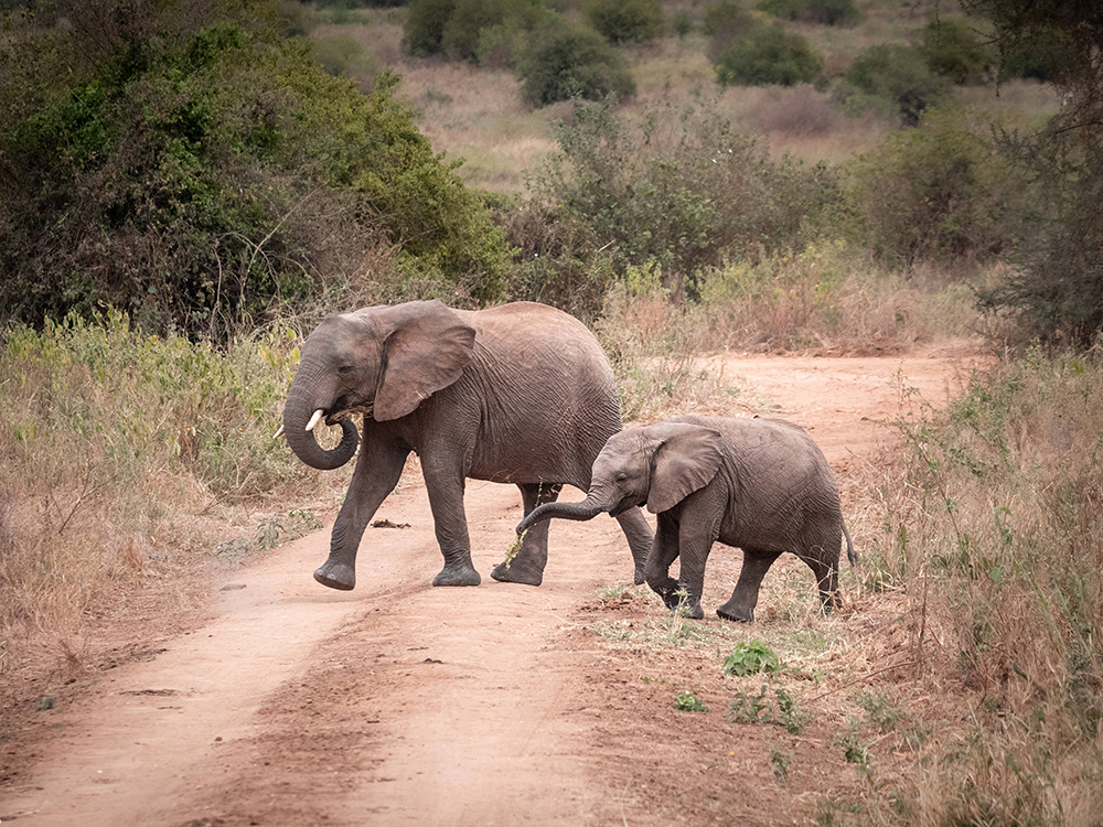 Танзания, 2020 год <br />Фото: Роман Бевзенко<br>