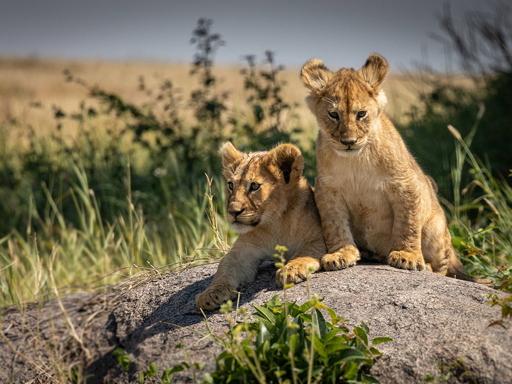 Танзания, 2020 год <br />Фото: Роман Бевзенко<br>