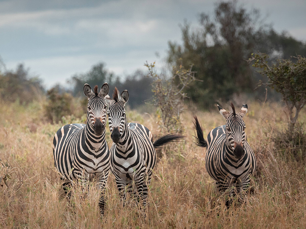 Танзания, 2020 год <br />Фото: Роман Бевзенко<br>