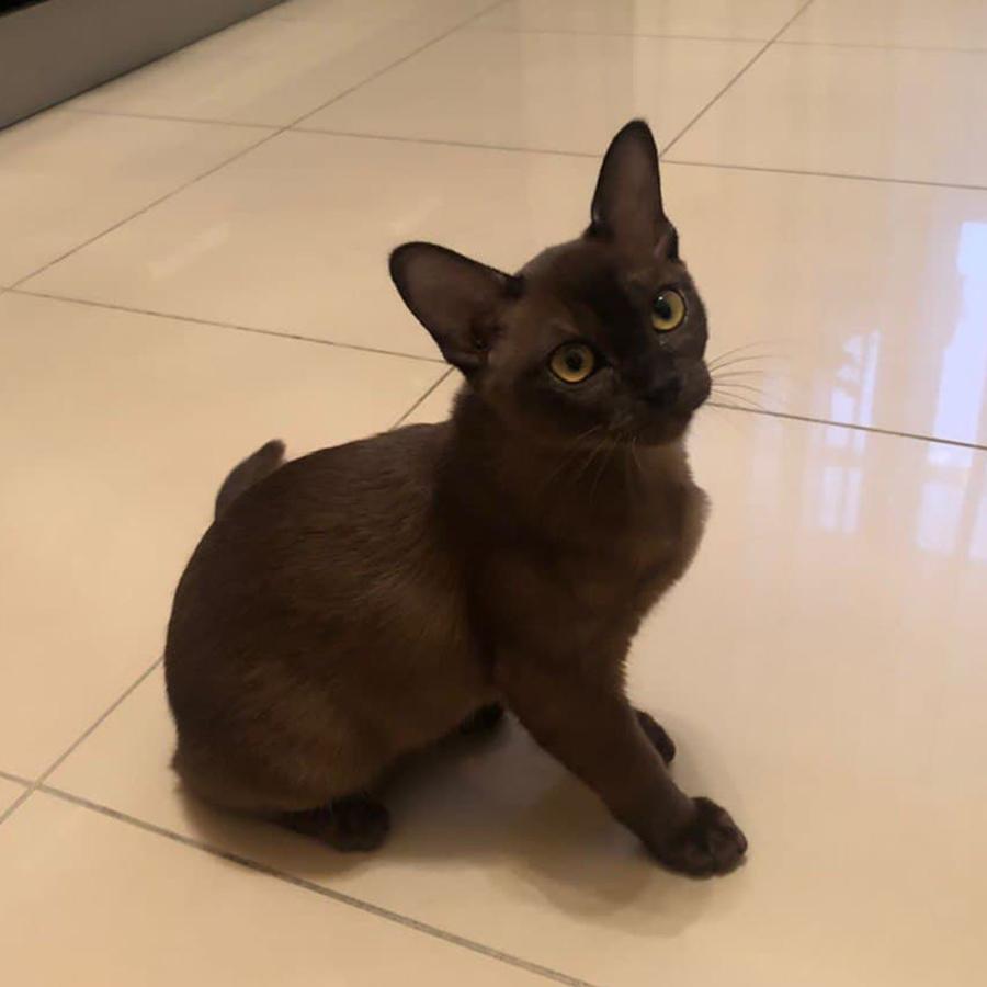 Хемингуэй спор о коротком рассказе 81700