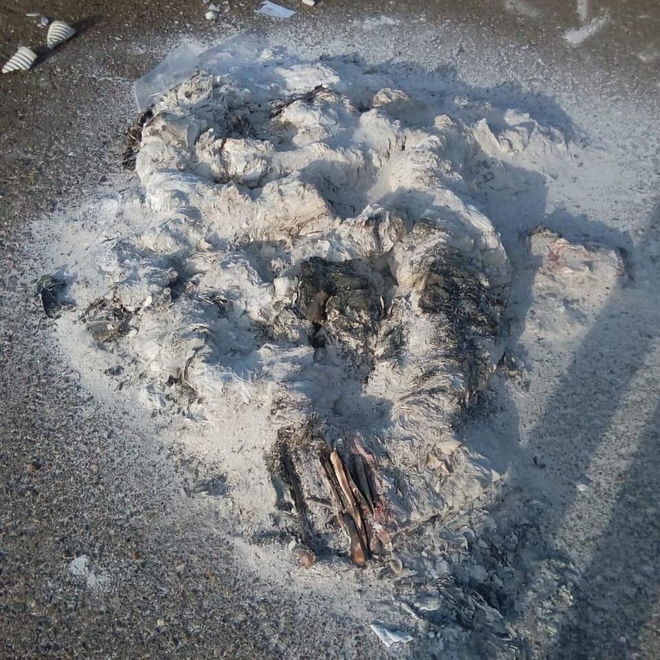 В лесу под Оренбургом обнаружили сгоревшие уголовные дела