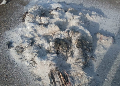 В лесу под Оренбургом обнаружили сгоревшие уголовные дела